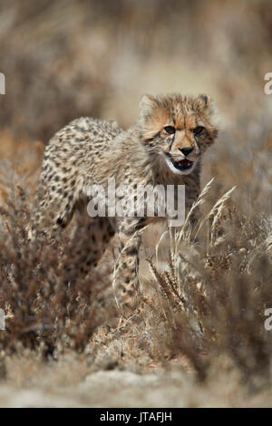 Gepard (Acinonyx Jubatus) Cub, Kgalagadi Transfrontier Park, Südafrika, Afrika Stockfoto