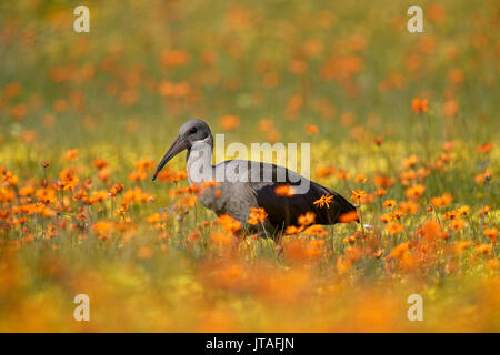 Hadeda Ibis (Bostrychia Hagedash) unter Wildblumen, Namaqua National Park, Namakwa, Namaqualand, Südafrika, Afrika Stockfoto