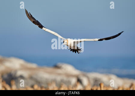 Kaptölpel (Morus capensis) im Flug, Bird Island, Lambert's Bay, Südafrika, Afrika Stockfoto