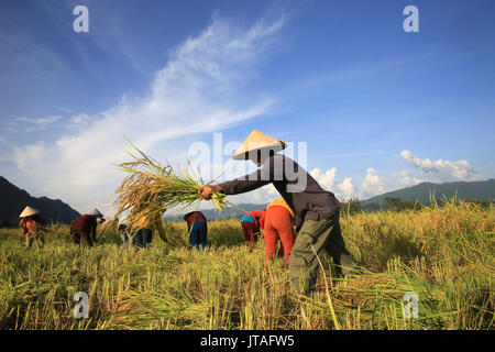 Die Bauern in den Reisfeldern in der Landschaft im ländlichen Raum arbeiten, Laos, Indochina, Südostasien, Asien Stockfoto