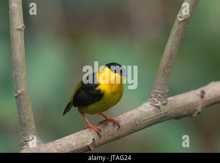 Golden-collared Manakin (Manacus Vitellinus) männlich, Darien, Panama. Stockfoto