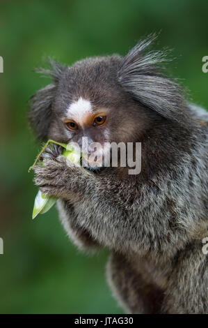 Schwarz Getuftete - Ohr Marmosetten (Callithrix penicillata) essen Beute, Ilha Grande, Brasilien, Südamerika. Stockfoto