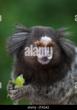 Schwarz Getuftete - Ohr Marmosetten (Callithrix penicillata) essen Beute, Ilha Grande, Brasilien, Südamerika. Stockfoto