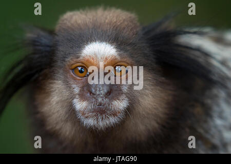 Schwarz Getuftete - Ohr Marmosetten (Callithrix penicillata) Ilha Grande, Brasilien, Südamerika. Stockfoto