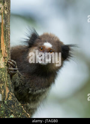 Schwarz Getuftete - Ohr Marmosetten (Callithrix penicillata) Junge, Ilha Grande, Brasilien, Südamerika. Stockfoto