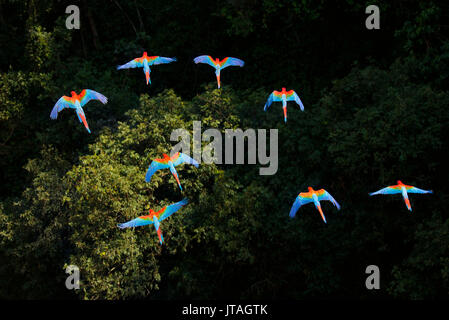 Rote und Grüne Aras oder Green-winged Aras (Ara chloropterus) im Flug über Vordach, Mato Grosso do Sul, Brasilien, Südamerika Stockfoto