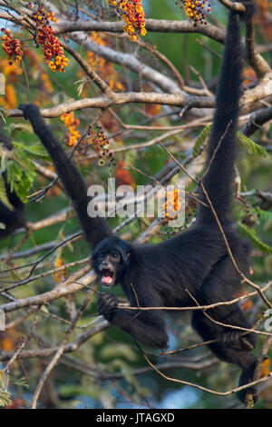 Black-headed Spider Monkey (Ateles fusciceps) mit greifschwanz im Baum zu hängen, SoberanÃ-a Nationalpark, Panama, Mittelamerika. Kritisch Enda Stockfoto