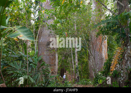 Kapok, Ceiba oder Seide Baumwolle Bäume (ceiba pentandra) mit Frau, die an der Basis, Darien, Panama. Stockfoto