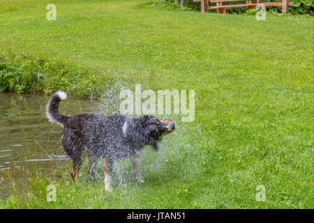 Hund schüttelte das Wasser nach dem Schwimmen in einem See Stockfoto