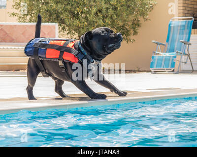 Staffordshire Bull Terrier Hund trägt ein Leben jcaket, Schwimmweste an der Seite des Pools, glücklich und sicher spielen. Stockfoto