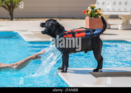 Staffordshire Bull Terrier Hund trägt ein Leben jcaket, Schwimmweste an der Seite des Pools, glücklich und sicher spielen. Er wird gespritzt durch Stockfoto