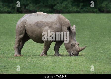 Eine isolierte Seite Profil ansehen Foto einer rhino Beweidung mit dem Kopf nach unten im Gras essen Stockfoto