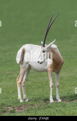 Scimitar-horned Oryx (Oryx dammah) Portrait zurück über seine Schulter in aufrechter vertikales Format Stockfoto