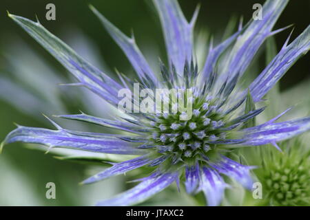 Eryngium bourgatii "Picos Blue", eine lebendige Blue Sea Holly, in einem Englischen Garten Grenze im Sommer (Juni), UK Stockfoto