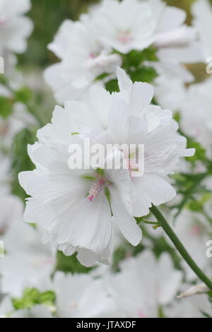 Weißer Moschus Malve (Malva Moschata w. Alba) Blüte in einem Englischen Garten Grenze im Sommer (Juni), Großbritannien Stockfoto