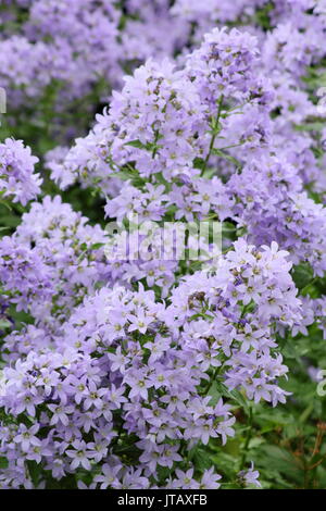 Campanula lactiflora 'Prichard'S Sorte" (milchig Glockenblume), Blüte in einem Englischen Garten Grenze bei Mitte Sommer (Juni), UK Stockfoto