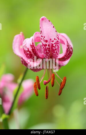 Lilium Lankongense, cap-style Lily's ein Türke, Blüte im Sommer (Juni), Großbritannien Stockfoto