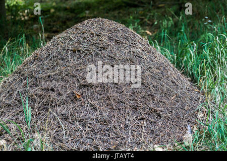 Holz-Ameisen-nest Stockfoto, Bild: 104232189 - Alamy
