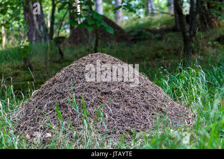 Ameisennest aus Holz, Formica rufa, Anthill Forest, Ant Hill, Ameisennest, Tschechische Republik Wald Wildtiere Tierbau Nest, Wald Ameisen Formica Nisting Stockfoto