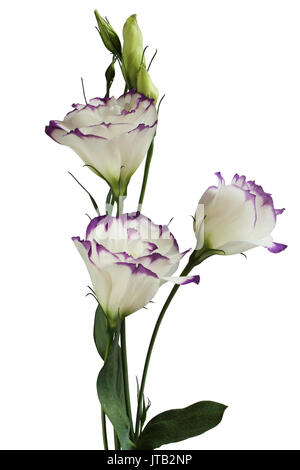 Weiß mit violetten Ränder Eustoma Blume isoliert auf weißem Hintergrund Stockfoto