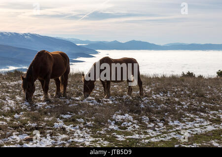 Zwei Pferde weiden auf einem Berg über ein Meer von Nebel, mit goldenem Licht und einige entfernte und nebligen Bergen im Hintergrund Stockfoto