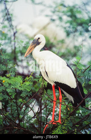 Asian Openbill oder Asian Openbill Storch, (Anastomus oscitans), Keoladeo Ghana National Park, Bharatpur, Rajasthan, Indien Stockfoto