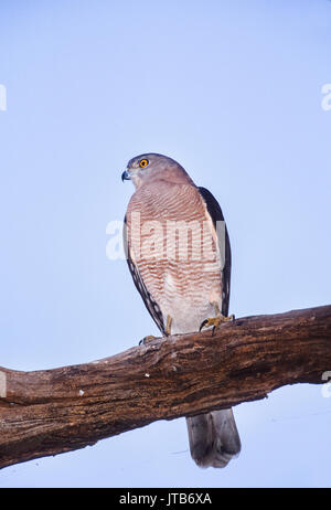 Weibliche Shikra, (Accipiter badius), am Baum gehockt, Keoladeo Ghana National Park, Bharatpur, Rajasthan, Indien Stockfoto