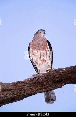 Weibliche Shikra, (Accipiter badius), am Baum gehockt, Keoladeo Ghana National Park, Bharatpur, Rajasthan, Indien Stockfoto