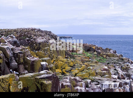 Farne Islands, Kolonien von Seevögeln nisten im Sommer, Northumbria, England, Vereinigtes Königreich, Britische Inseln Stockfoto