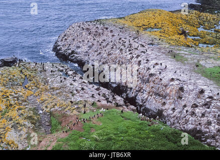 Farne Islands, seabird Kolonie im Sommer, Northumbria, England, Vereinigtes Königreich, Britische Inseln Stockfoto