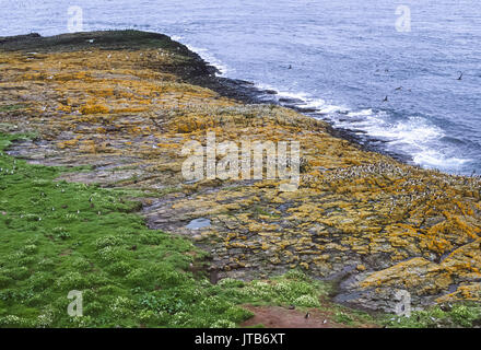 Farne Islands, seabird Kolonie im Sommer, Northumbria, England, Vereinigtes Königreich, Britische Inseln Stockfoto