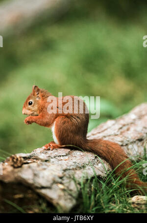 Rote Eichhörnchen oder Eurasische Eichhörnchen (Sciurus vulgaris), sitzend auf einem Baumstamm Essen, Formby National Trust finden, Liverpool, Merseyside, Großbritannien Stockfoto