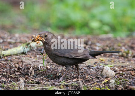 Amsel Turdus merula weiblichen sammeln Mehlwürmer für Junge im Nest im Garten Norfolk Stockfoto