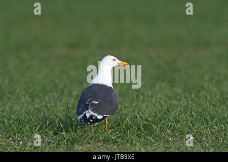 Heringsmöwe Larus fuscus Erwachsener in der Zucht Gefieder North Norfolk Feder Stockfoto
