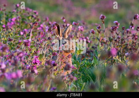 Feldhase Lepus europaeus unter Red Campion in der Wiese North Norfolk Feder Stockfoto