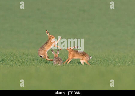 Feldhase Lepus europaeus Boxing im Frühjahr North Norfolk Stockfoto