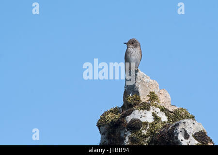 Gefleckte Schopftyrann Muscicapa striata North Norfolk kann Stockfoto