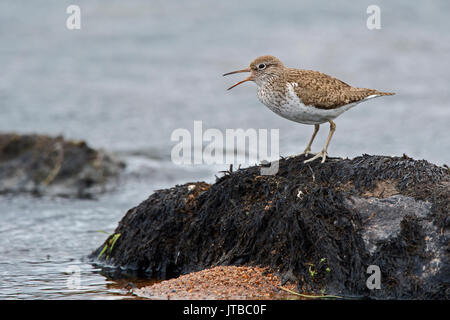 Flussuferläufer Actitis hypoleucos Aufruf aus Boulder im Fluss Caithness Schottland Sommer Stockfoto