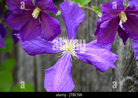 Schönen violetten Clematis Stockfoto