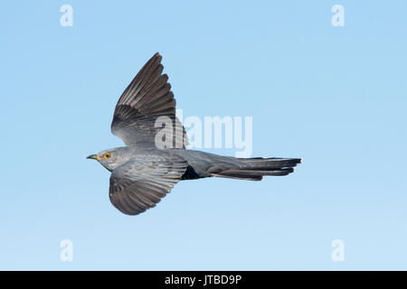 Gemeinsame Kuckuck Cuculus canorus Caithness Schottland Mai Stockfoto