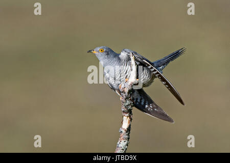 Gemeinsame Kuckuck Cuculus canorus Caithness Schottland Mai Stockfoto