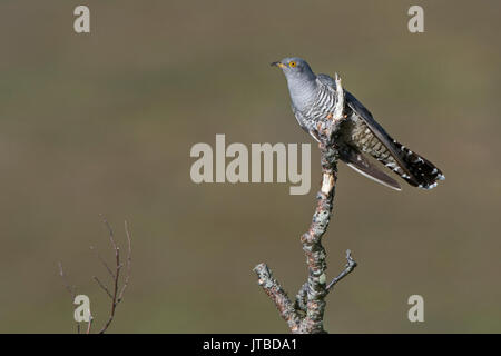 Gemeinsame Kuckuck Cuculus canorus Caithness Schottland Mai Stockfoto