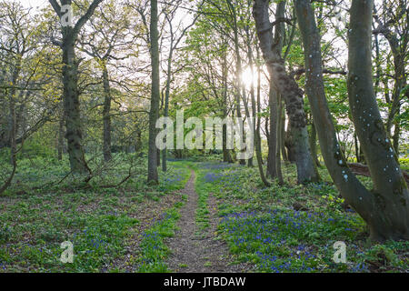 Bluebells & Buche Wald im Frühjahr an Thursford Holz Norfolk Wildlife Trust finden Norfolk Stockfoto