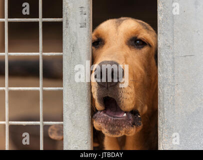 Eine junge bloodhound Welpe - ungefähr 16 Wochen alt - Blick durch die Gitterstäbe seiner Kennel Stockfoto