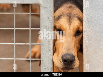 Eine junge bloodhound Welpe - ungefähr 16 Wochen alt - Blick durch die Gitterstäbe seiner Kennel Stockfoto