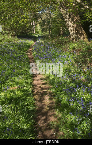 Bluebells & Buche Wald im Frühjahr an Thursford Holz Norfolk Wildlife Trust finden Norfolk Stockfoto