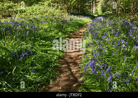 Bluebells & Buche Wald im Frühjahr an Thursford Holz Norfolk Wildlife Trust finden Norfolk Stockfoto