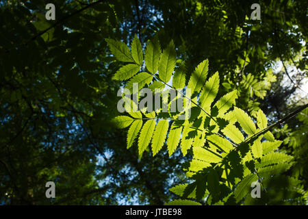 Rowan Blätter im Frühjahr Sonnenlicht Thursford Holz Norfolk Stockfoto