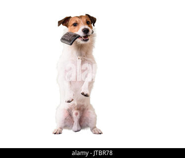 Hund auf den Hinterbeinen holding Fellpflege Bürste im Mund Stockfoto