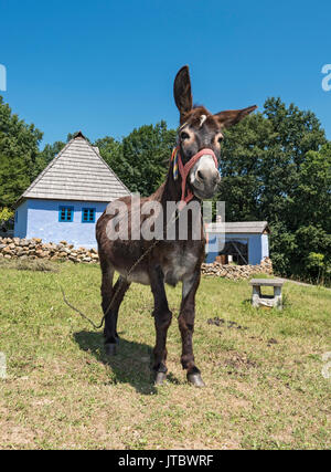 Esel im Astra Museum der Traditionellen Folk Zivilisation, Sibiu, Rumänien Stockfoto